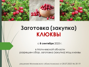 В Могилевской области разрешен сбор, заготовка (закупка) ягод клюквы