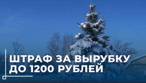 Штраф за незаконную вырубку ели в лесу — до 1200 рублей!